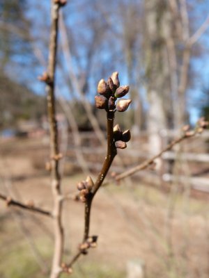 Lindera benzoin - linderovka benzoin - pupen